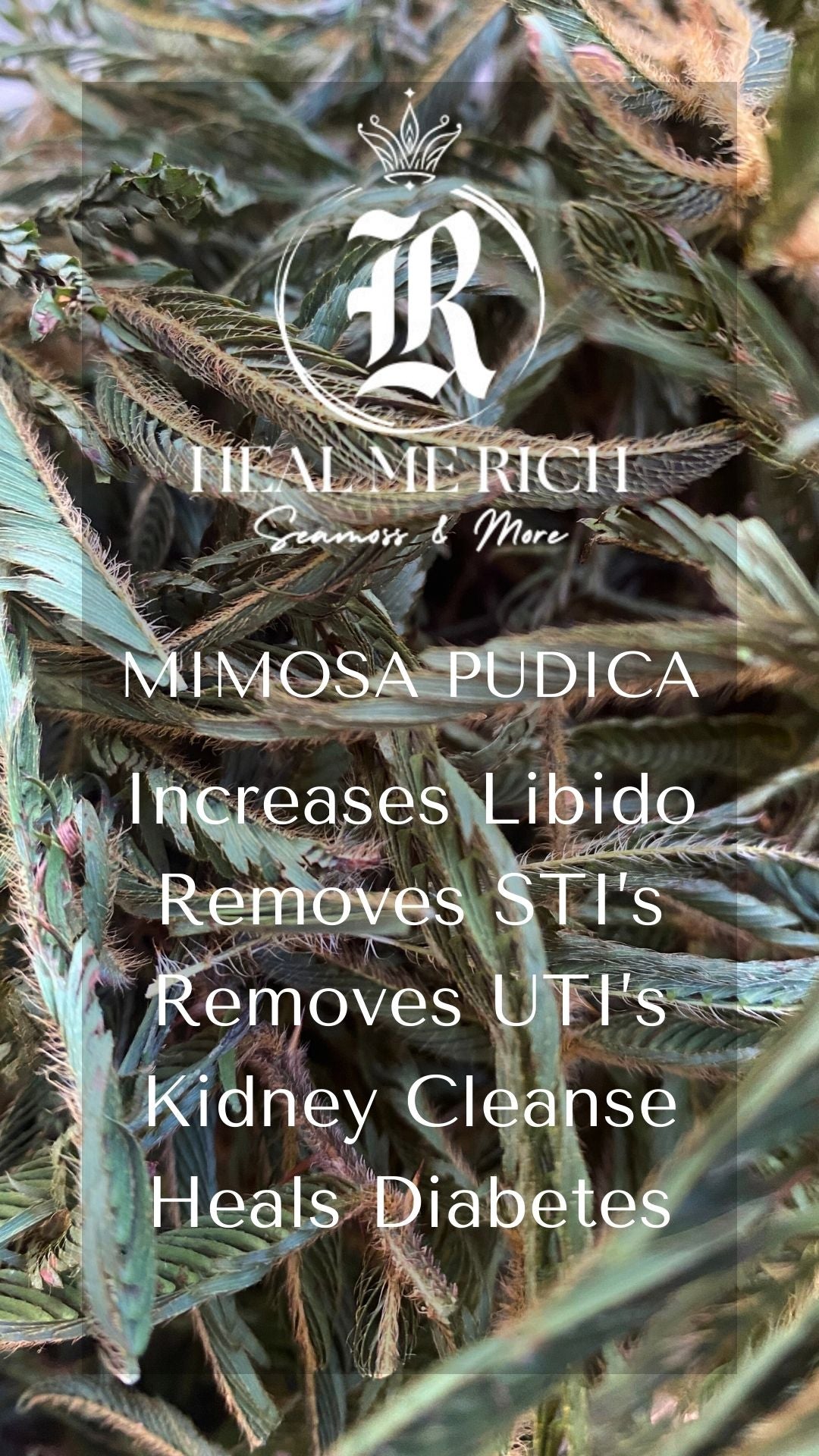 Mimosa Pudica - 2oz