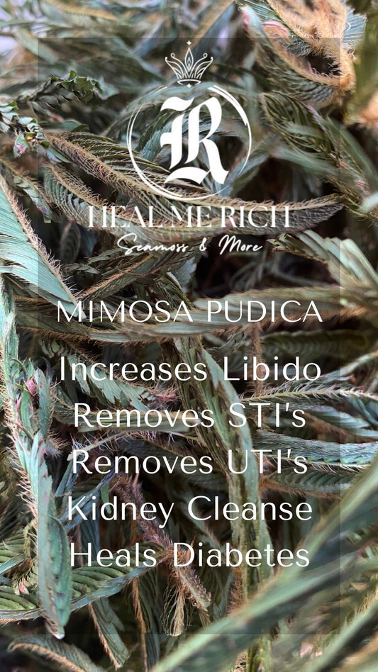 Mimosa Pudica - 2oz