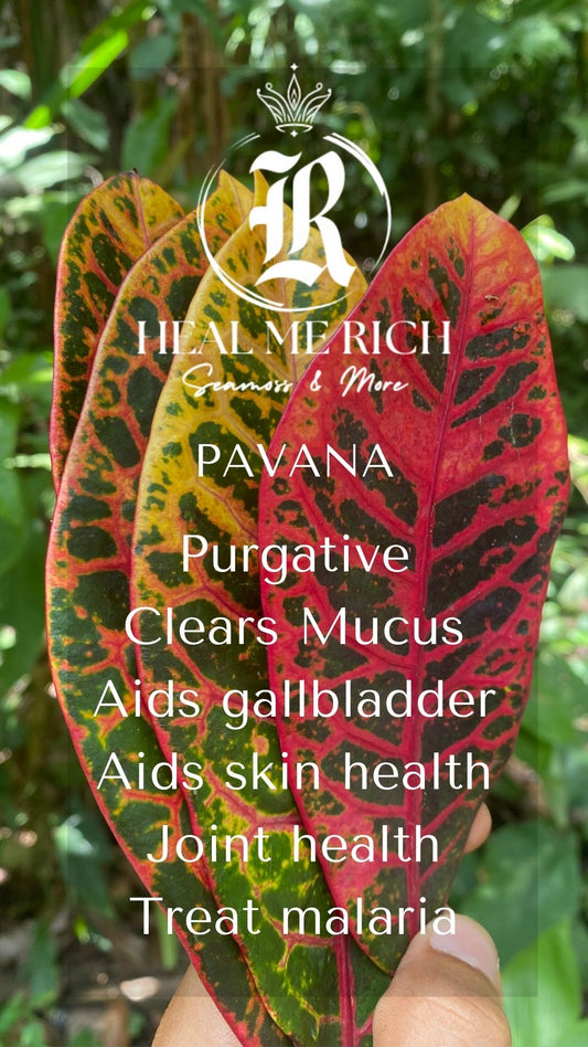Pavana - 2oz